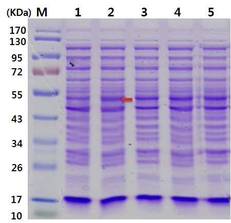pET-28a(+) 벡터를 포함하는 E. coli BL21에서의 발현시간에 따른 cellulase 유전자의 발현 양상.
