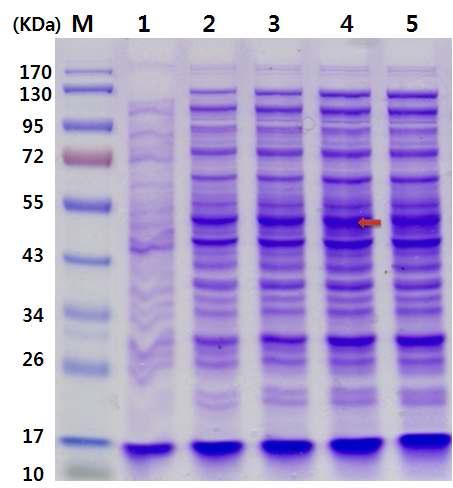pGFPuv 벡터를 포함하는 E. coli BL21에서의 발현시간에 따른 cellulase 유전자의 발현 양상.