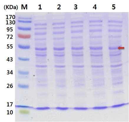 pET-28a(+) 벡터를 포함하는 E. coli BL21에서 발현유도체 농도(0.1, 0.25, 0.5, 0.75, 1.0 mM)에 따른 cellulase 유전자의 발현 양상(1번부터 5번).