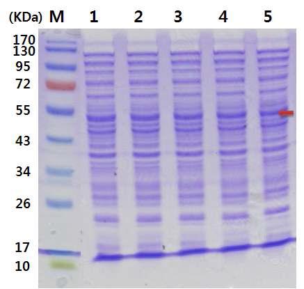 pGFPuv 벡터를 포함하는 E. coli BL21에서 발현유도체 농도(0.1, 0.25, 0.5, 0.75, 1.0 mM)에 따른 cellulase 유전자의 발현 양상