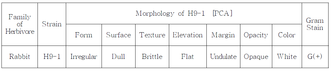 Morphological characteristics of Bacillus sp. H9-1 colony