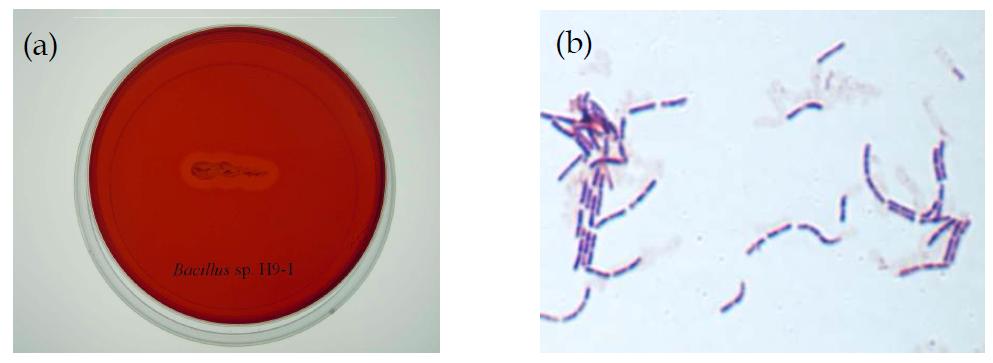 Congo red (a) and Gram staining (b) of Bacillus sp H9-1.