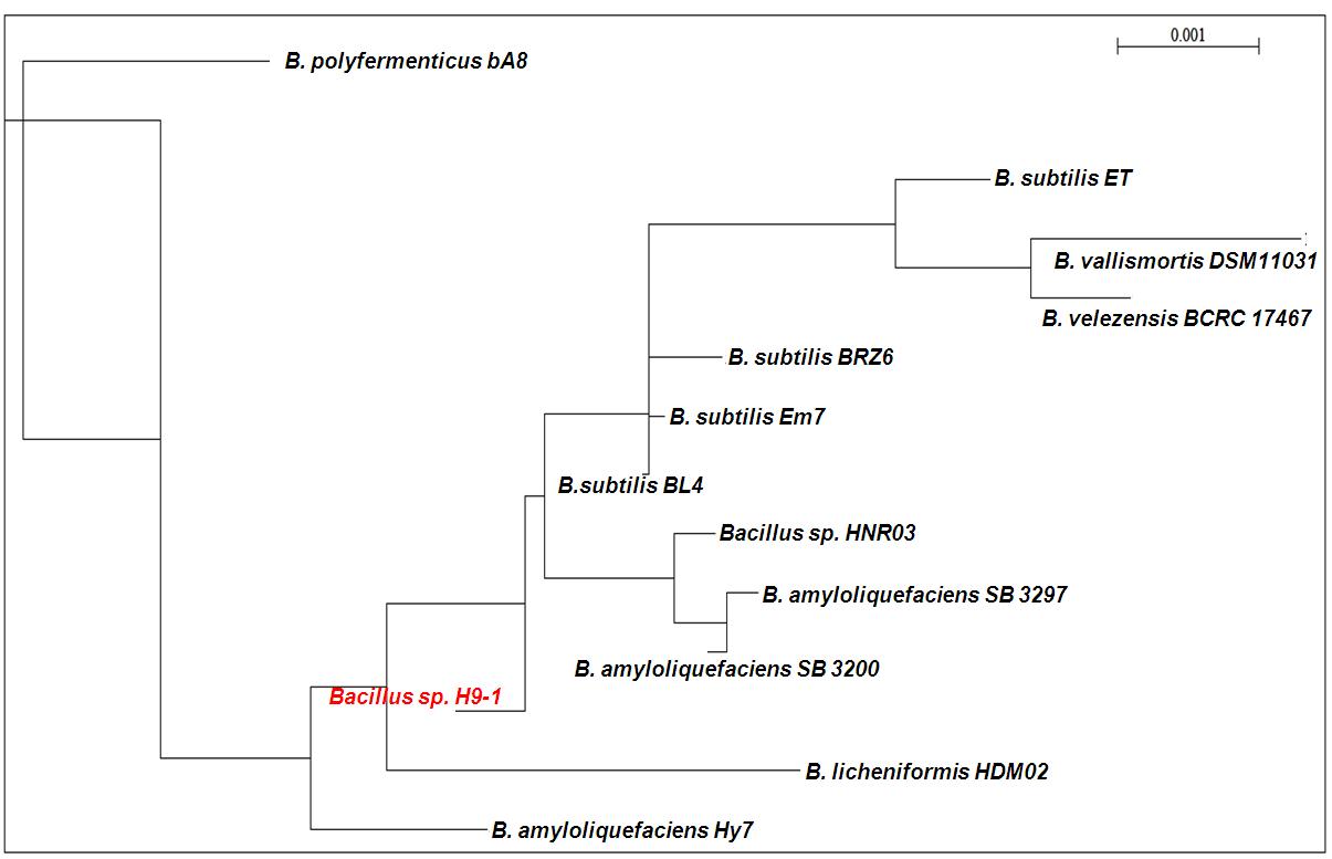Phylogenetic relationship of isolated H9-1 strain with other Bacillus species based on partial 16S rDNA gene sequences.