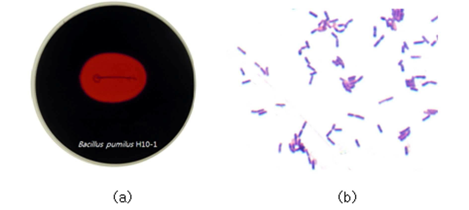 Congo red (a) and Gram staining (b) of Bacillus pumilus H10-1.