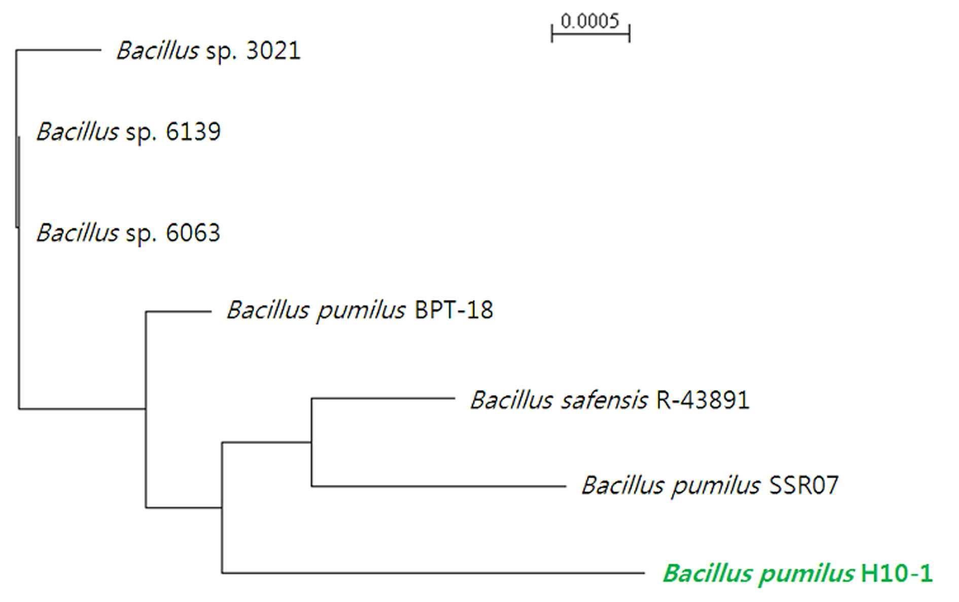 Phylogenetic relationship of isolated H10-1 strain with other Bacillus species based on partial 16S rDNA gene sequences.