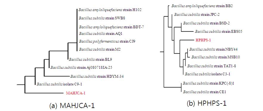 16S rDNA 분석법에 의한 섬유소 분해활성 우수균주의 동정.
