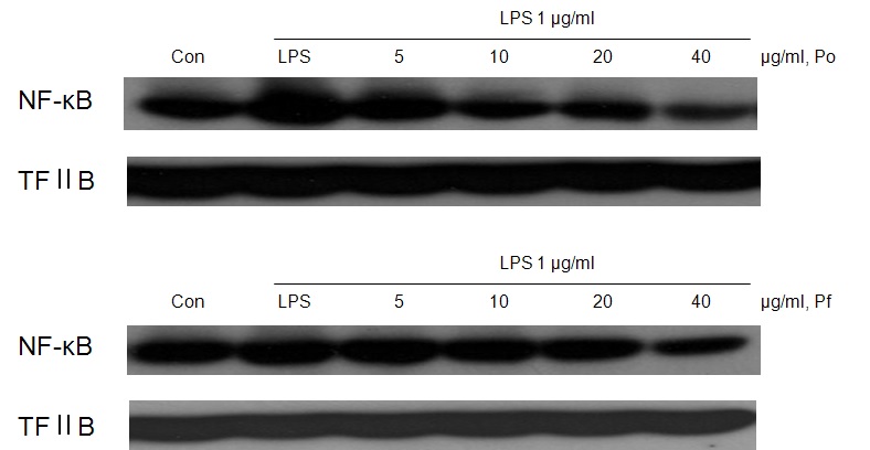 그림 5-4. 약초추출물 CMP-819 (Po) 및 CMP– 820 (Pf)에 의한 NF-κB 전사 저해