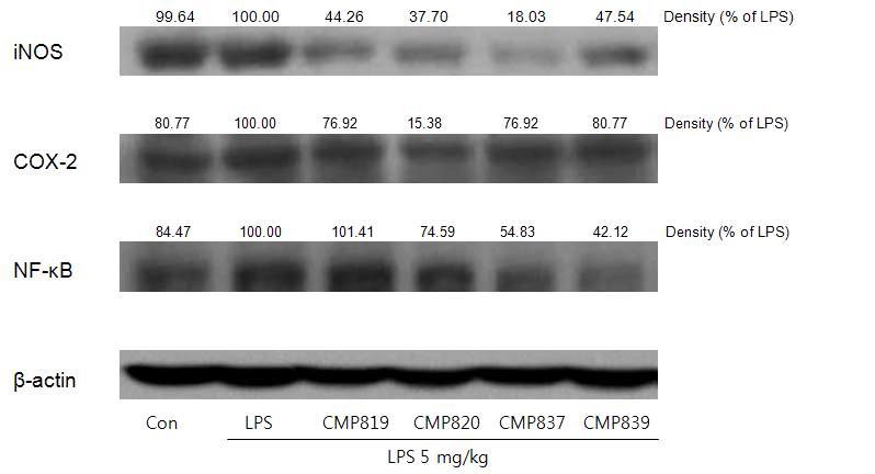그림 5-8. 약초 추출물 CMP-819, CMP-820, CMP-837 및 CMP– 839 에 의한 염증단백질 NF-κB, COX-2, iNOS 저해