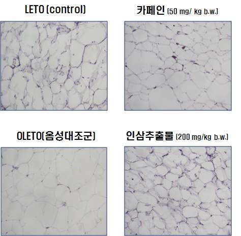 그림 7. 인삼추출물의 지방축적 동물실험