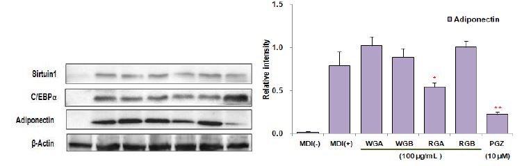 그림 8. 인삼추출물 처리에 의한 지방분화 관련 단백질 발현