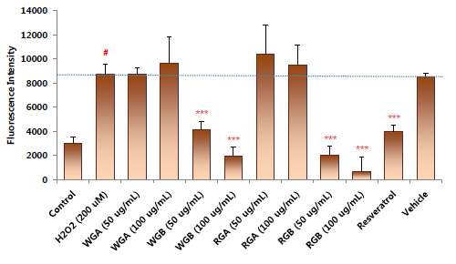 그림 12. 근육세포(L6)의 reactive oxygen species(ROS) 생성 변화