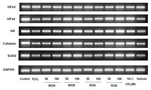 그림 15. 간세포(HepG2) 항산화 효소 유전자 발현 패턴