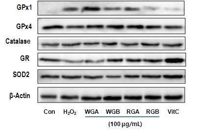 그림 17. 간세포(HepG2)의 항산화효소 단백질 발현 변화