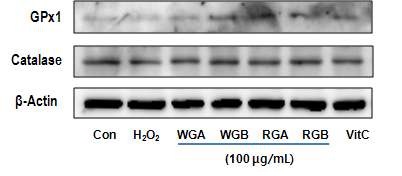 그림 18. 근육세포(L6)의 항산화효소 단백질 발현 변화