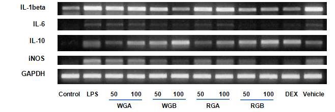 그림 28. 인삼 추출물 처리에 의한 염증 관련 단백질의 유전자 발현
