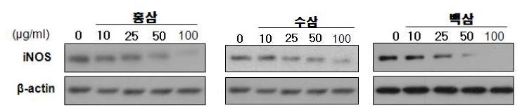 그림 29. 인삼추출물 처리에 의한 iNOS의 발현 변화