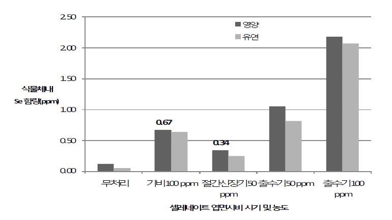 그림4. 셀레늄 처리시기 및 농도에 따른 청보리내 셀레늄 함량