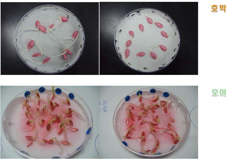 그림 2. 시판 호박종자와 오이종자의 발아 검정결과