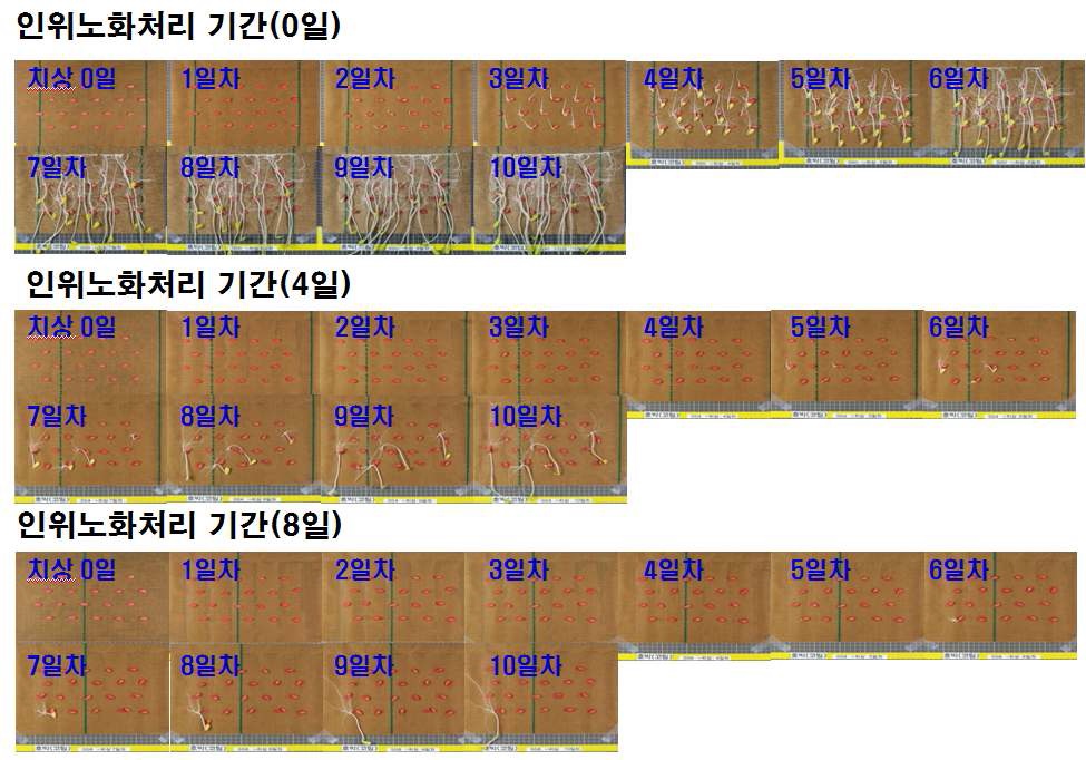 그림 5. 인위노화처리된 호박종자의 치상기간 경과에 따른 발아상태