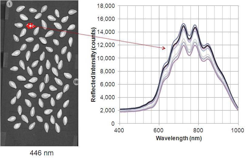 그림 13. 호박종자의 초분광 반사광 영상 스펙트럼