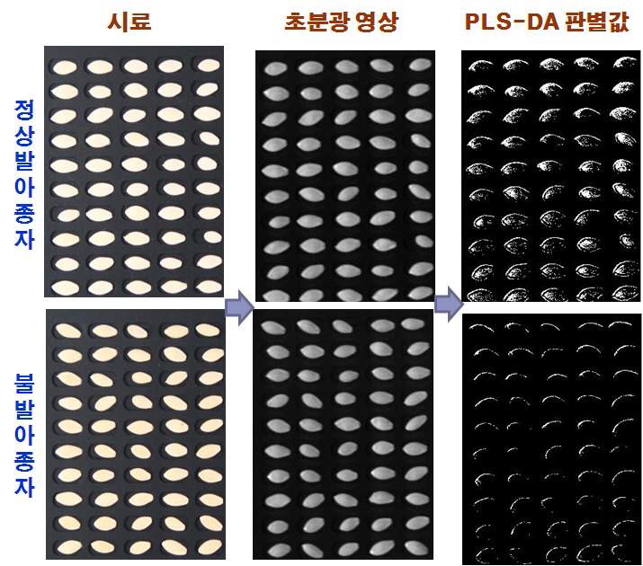 그림 43. 우량종자 선별 시스템의 오이 종자의 PLS-DA을 이용한 판별영상