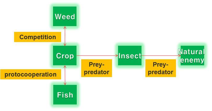 그림 19 벼 생산모델 구조 분석논 생태계 개체군 역학 모델의 schematic diagram