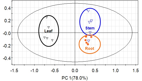 그림 17(b). 달맞이꽃 뿌리, 줄기, 잎 시료 (2010) PCA 기반 score plot