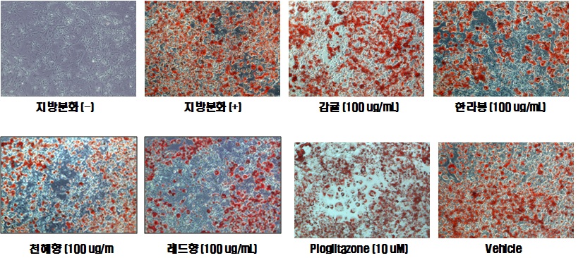 그림 3-3. Oil-red O염색을 통한 지방세포 관찰