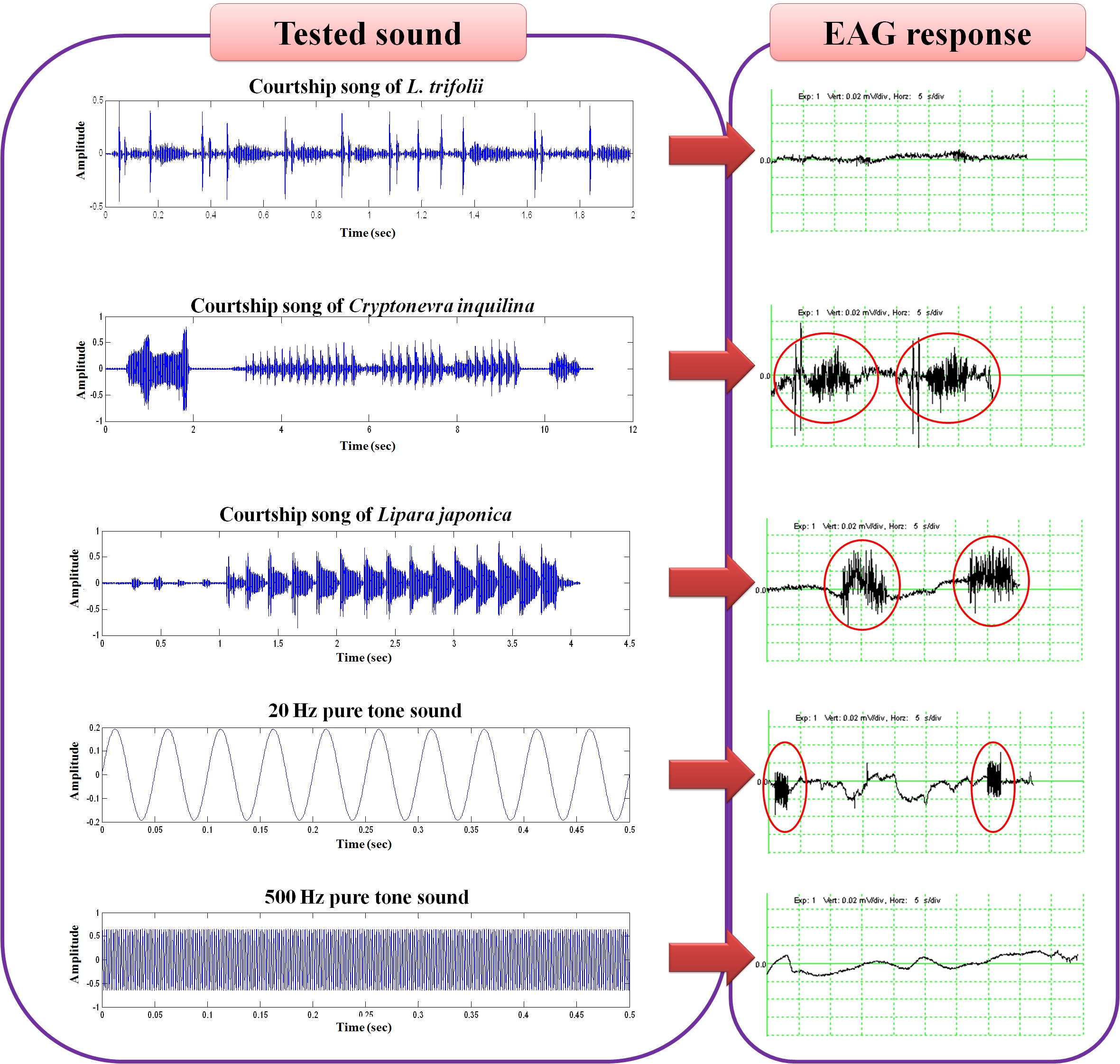 Fig. 2. EAG response to acoustic stimulus