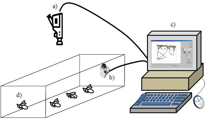 Fig. 3. Observation of behavioral response of Liriomyza trifolii to acoustic signals