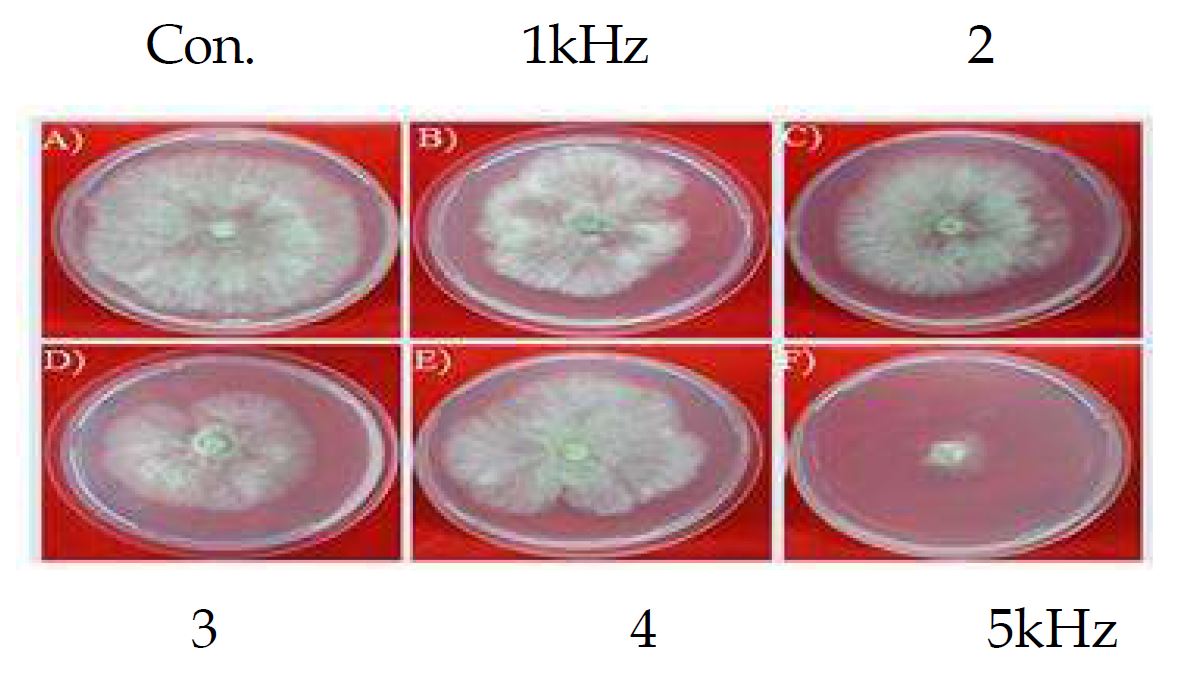 Fig. 10. Effect of sound waves on B. cinerea mycelial growth