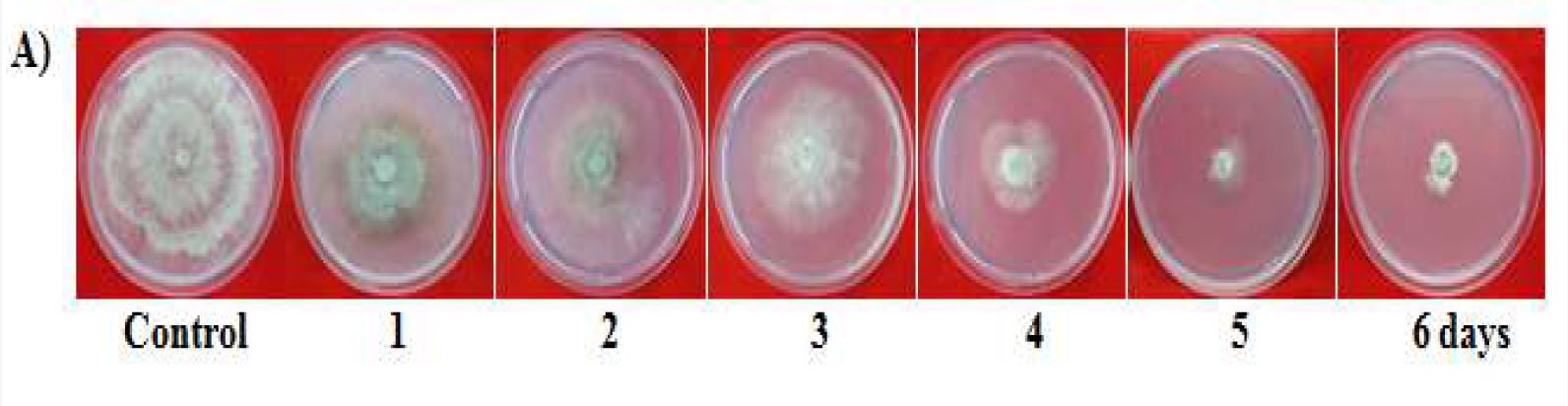 Fig. 11. Inhibitory effects of sound waves on B. cinerea mycelia growth