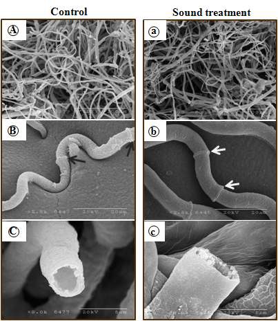 Fig. 13. Electromicrograph of B. cinerea mycelia treated for 2 days with or without 5 kHz sound waves. The arrows indicated the interval between the two speta