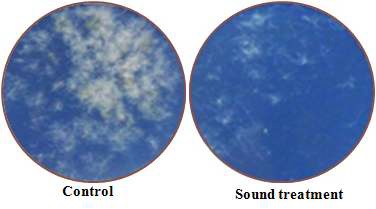 Fig. 14. Inhibition of B. cinerea spore germination by sound treatment. Known concentrations of B. cinerea spore suspension (2×105spores/ml) were treated with 5 kHz sound waves for 24 hours