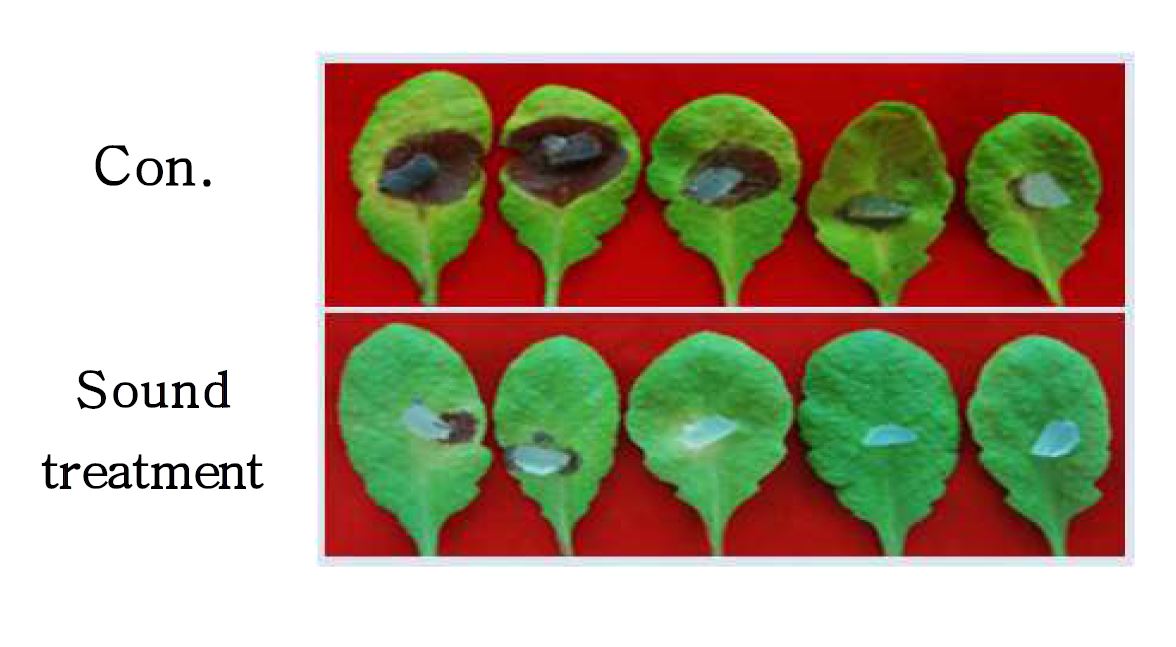 Fig 15. Suppression of B. cinerea on Arabidopsis by sound treatment