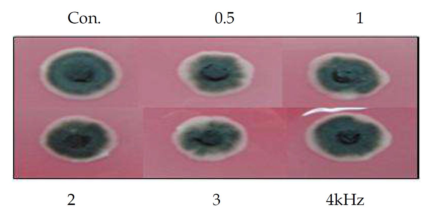 Fig. 18. Inhibition of mycelial growth of C. gloeosporioides by sound treatment