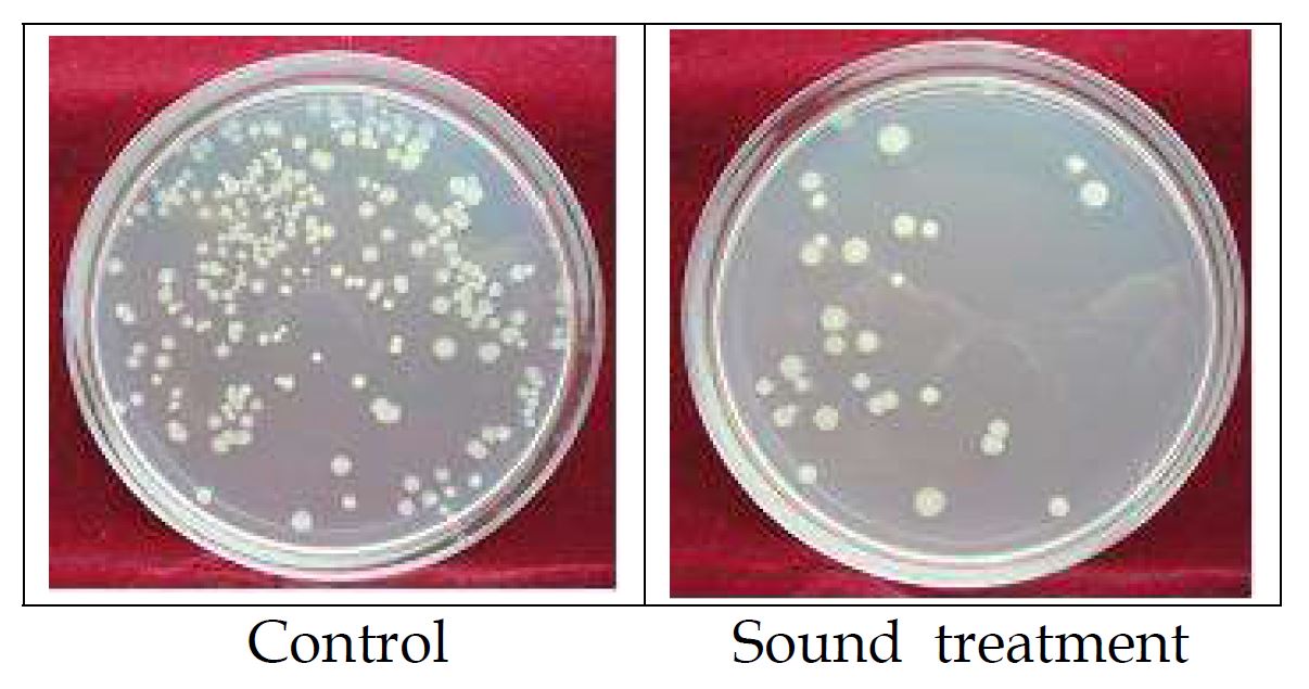 Fig. 25. Comparision of colony formation of R. solanacearum by sound treatment.