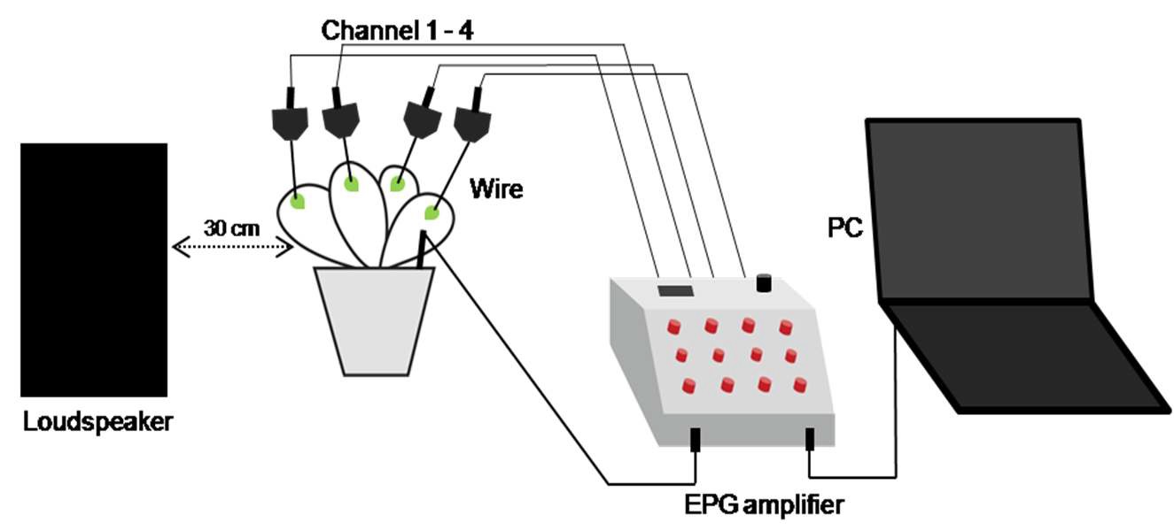 Fig. 31. Structure of EPG system