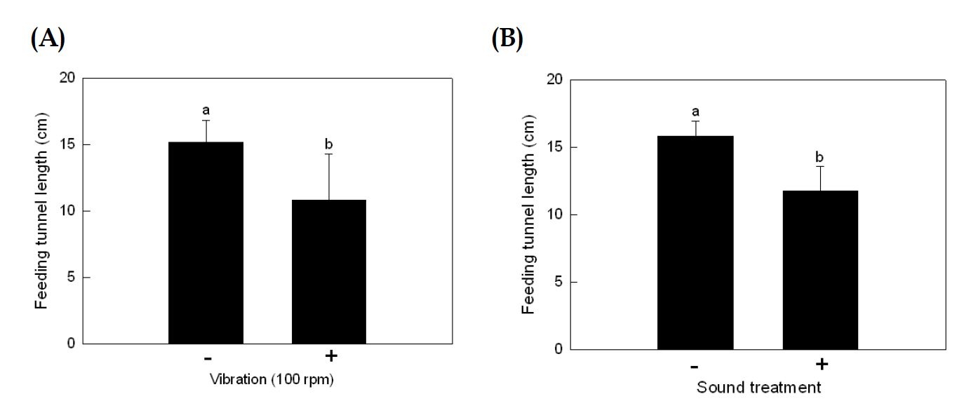 Fig. 36. Effect of sound treatment on larval feeding activity of Liriomyza trifolii. Leaves oviposited by females were exposed to sound treatment until pupal development