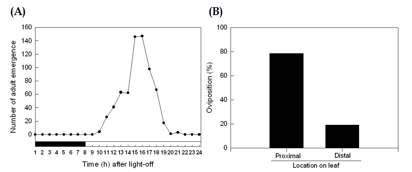 Fig. 38. Effect of sound treatments on femae oviposition of Liriomyza trifolii