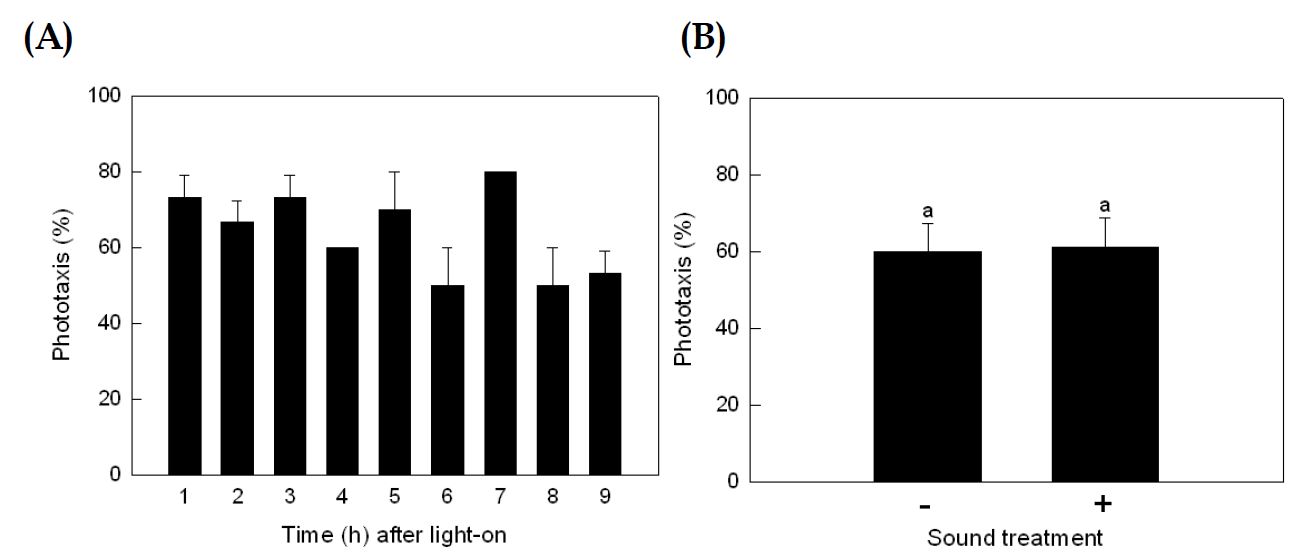 Fig. 40. Effect of sound treatment (95 dB, 5,000 Hz) on phototaxic behavior of adult Liriomyza trifolii