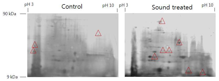 Fig. 41. Effect of sound treatment (95 dB, 5,000 Hz, 24 h) on pupal proteins of Liriomyza trifolii