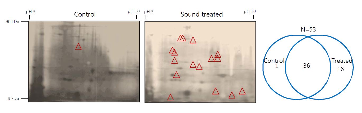 Fig. 45. Effect of a sound stress (5,000 Hz, 95 dB) on protein expression pattern of Myzus persicae