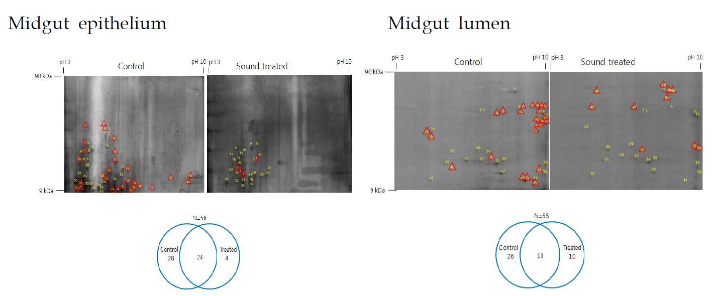 Fig. 50. Change in total protein profiles of midgut epithelium and lumen of fifth I nstar larvae of Spodoptera exigua in response to a stress sound treatment (5,000 H z, 95 dB) for 24 h. Proteins were separated on two dimensional electrophoresis