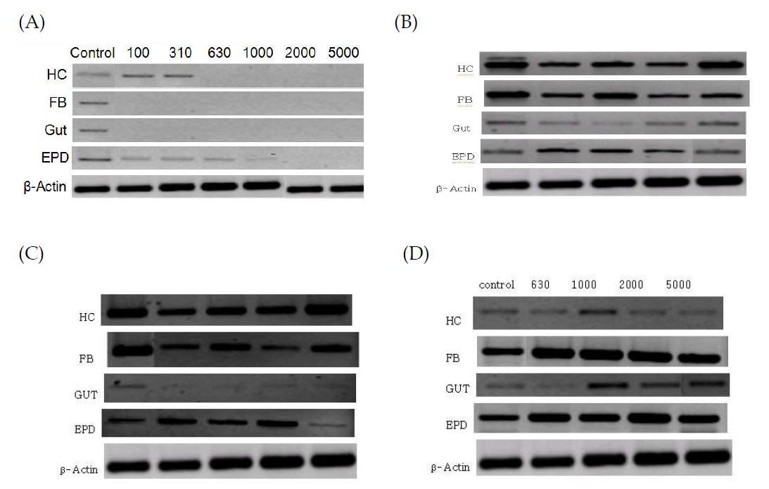 Fig. 52. Change in gene expressions of stress proteins in different tissues of fifth instar larvae of Spodoptera exigua in response to different sound treatments at 95 dB for 24 h. HC, FB, GUT, and EPD represent hemocyte, fat body, midgut, and epidermis. (A) hsp70 (B) hsp74 (C) hsp86 (D) apolipophorin III. Expression of β -actin was analyzed to confirm the cDNA preparations