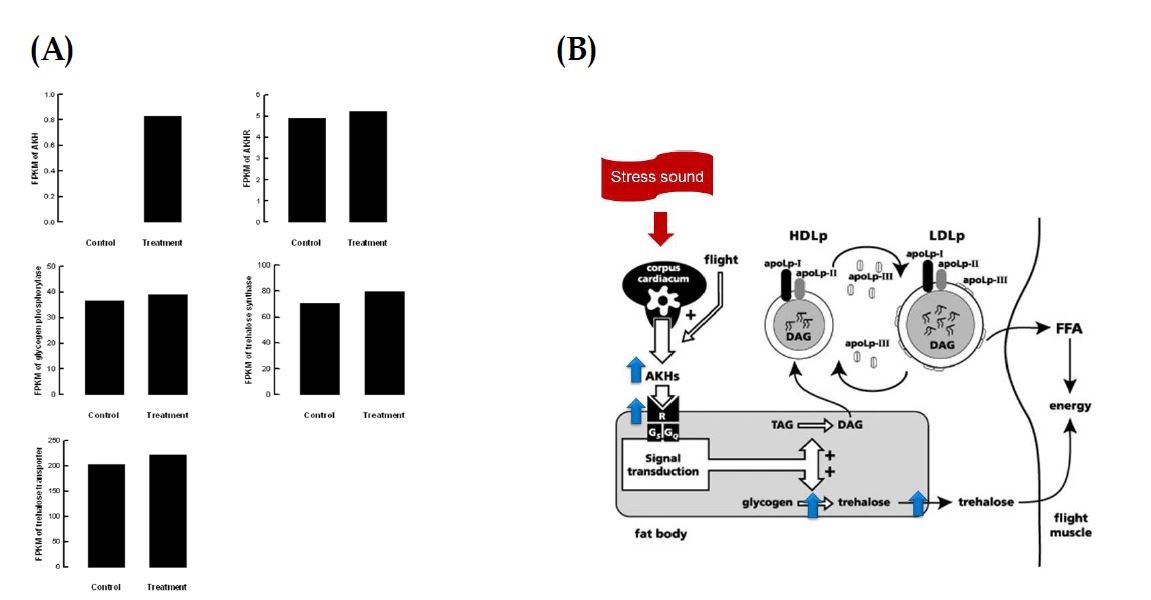 Fig. 55. Effect of stress sound (5,000 Hz, 95 db) on adipokinetic hormone and trehalose metabolism of Liriomyza trifolii. (A) Transcript levels (B) Diagram of the impact.