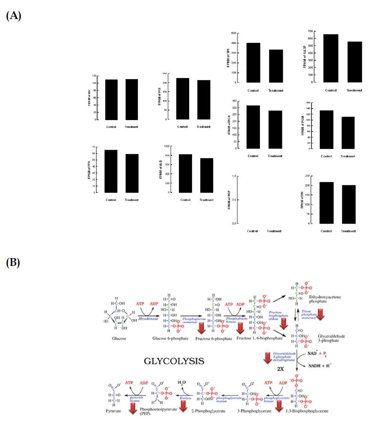 Fig. 56 Effect of stress sound (5,000 Hz, 95 db) on glycolysis biochemical pathway of Liriomyza trifolii. (A) Transcript levels (B) Diagram of the impact.