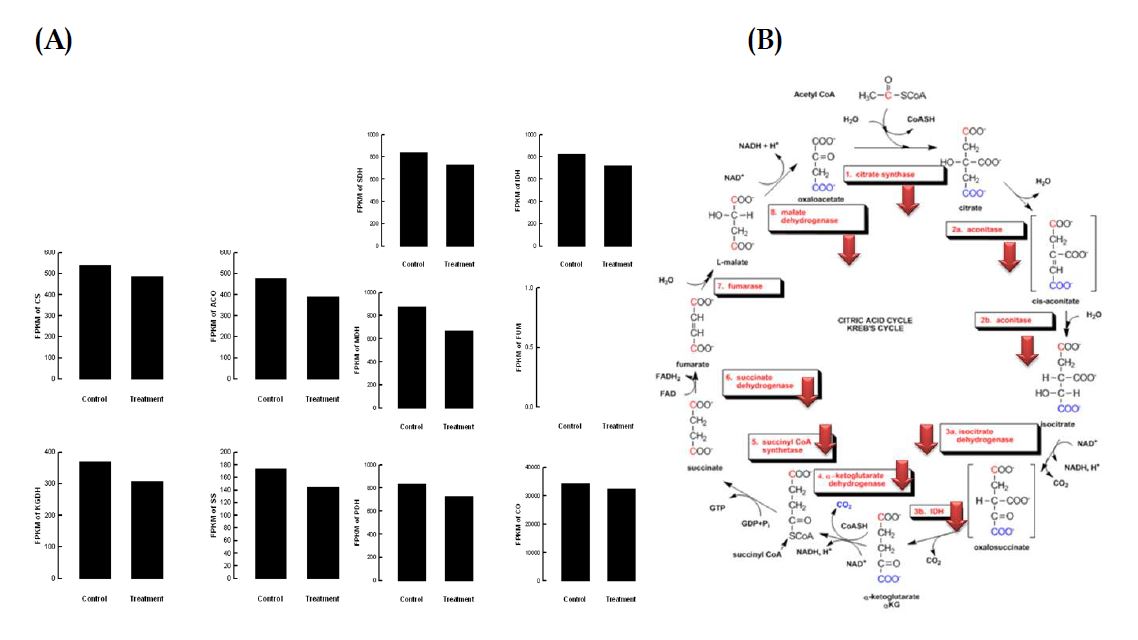 Fig. 57 Effect of stress sound (5,000 Hz, 95 db) on TCA and electron transport biochemical pathway of Liriomyza trifolii. (A) Transcript levels (B) Diagram of the impact.