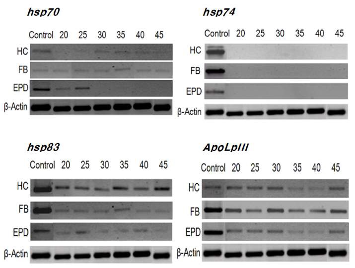 Fig. 66. Change in gene expressions of stress proteins in different tissues of fifth i nstar larvae of Spodoptera exigua in response to different ultrasound treatments at 95 dB for 24 h. HC, FB, GUT, and EPD represent hemocyte, fat body, midgut, and epi dermis, respectively. (A) hsp70 (B) hsp74 (C) hsp86 (D) apolipophorin III (ApoLpII I). Expression of β-actin was analyzed to confirm the cDNA preparations