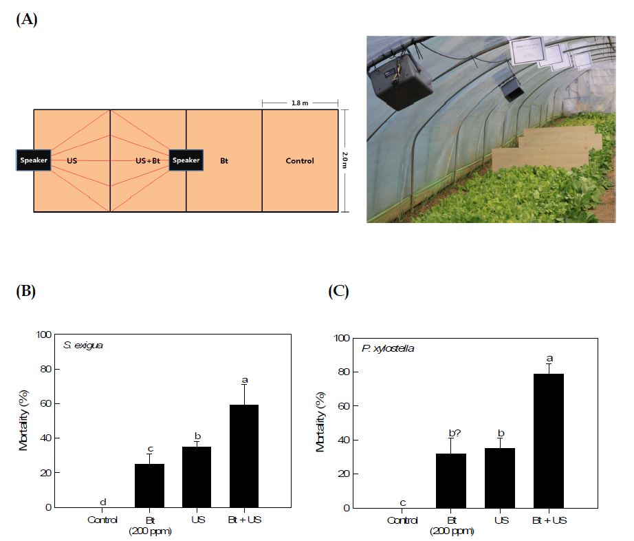 Fig. 69. Field assay to control two lepidopteran pests.